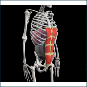 Skeleton breathing and showing abdominal muscles.