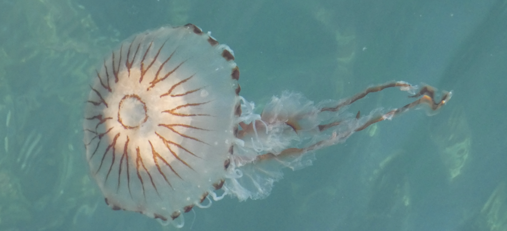 Jellyfish in the sea