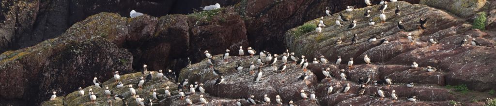Hundreds of puffins on a cliff face