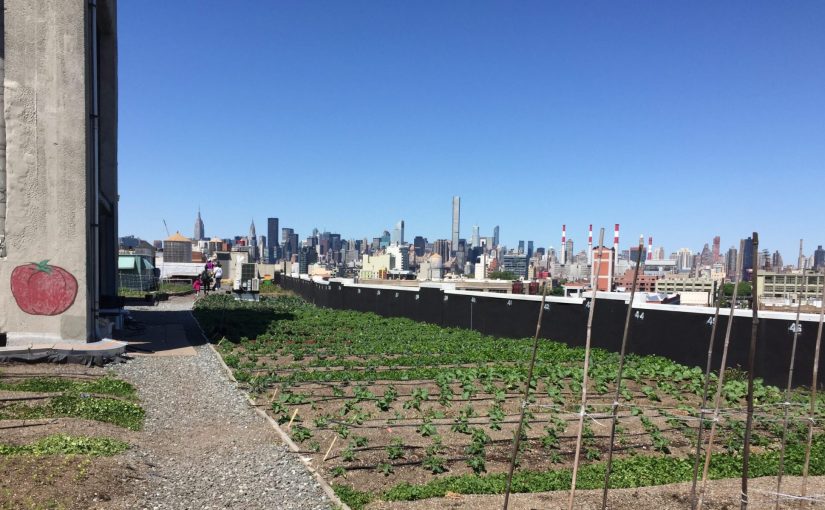 Plants and greenery on a New York rooftop