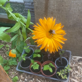 A yellow flower
