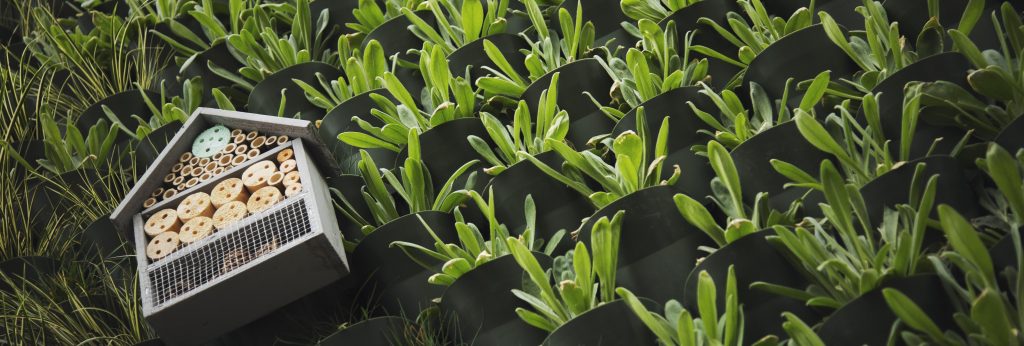 close up picture of the University of Salford's biodiversity wall . green leafy plant in wall pots and a small birdhouse visible.