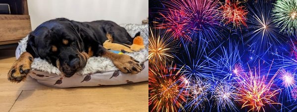 Picture showing a sleeping dog (left) and fireworks (right)