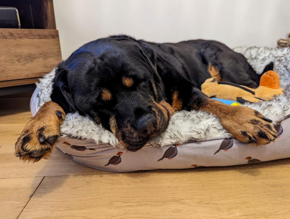 Picture of black and brown dog lying on a cushion