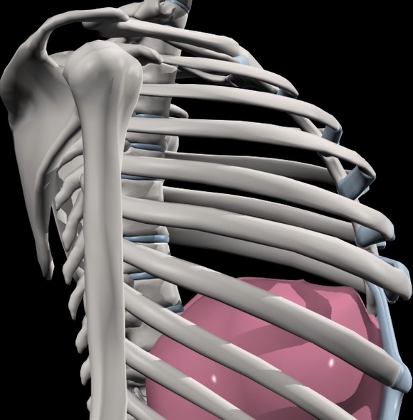 Skeleton rib cage with lung inside